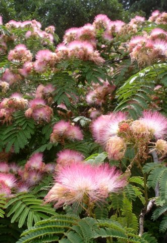 Albizia julibrissin